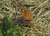 212113 – Photo : Pascal Beze – France (26)